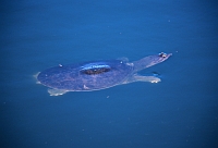 Florida-Weichschildkröte