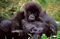 Gorilla's in het Virunga National Park, Democratische Republiek Congo