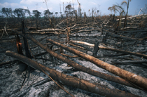 Verkoolde boomstammen voor een veeboerderij in Brazilië