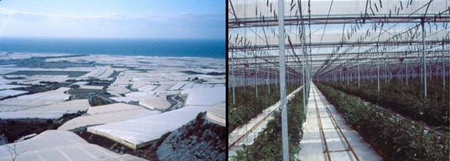  Cultivation Methods in the Region Almeria: Green Houses and  Hydroponics.