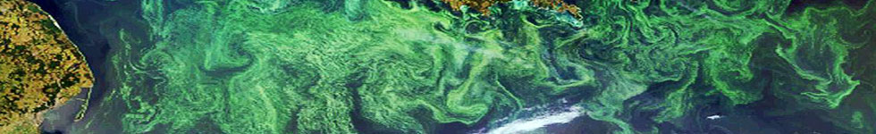 Meris-Aufnahme einer Phytoplanktonblüte in der Ostsee