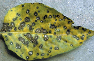 Effects of the Cercospora fungus