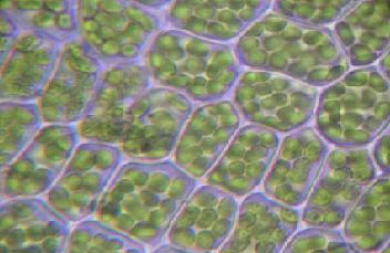 Chloroplasts in cells