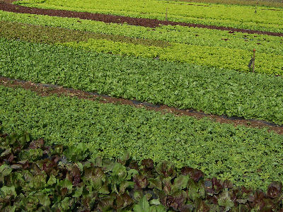 Fields with vegetables