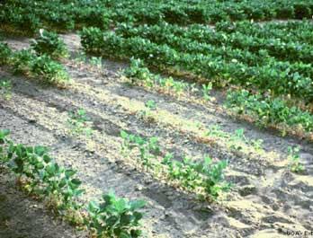 Nematode in soybean