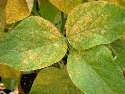 Effects of soybean rust on soybean leaves