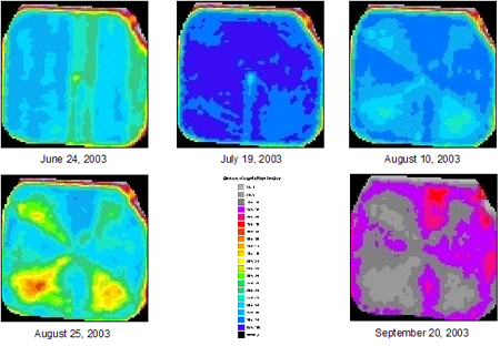 Vegetation repsonse to irrigation and its diminishing effects through time