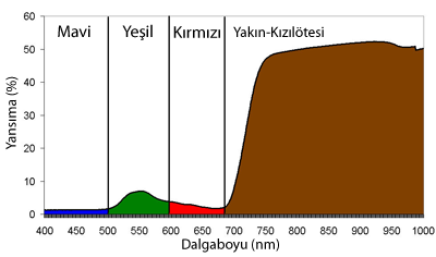 Vegetation spectral siganture