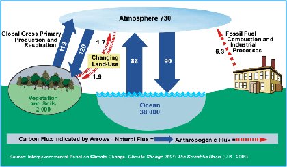 Carbon cycle