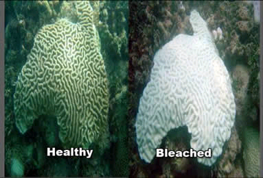 Coral bleaching