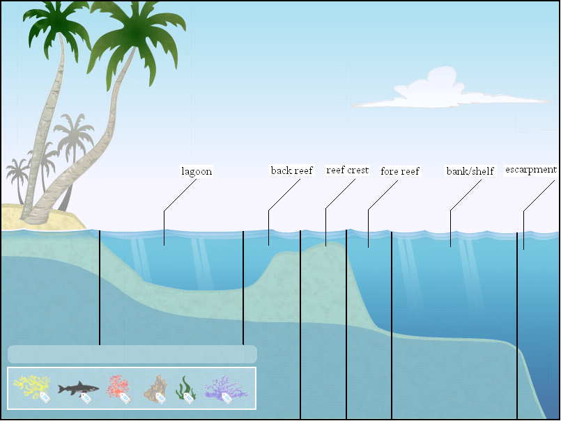 Parts of a reef