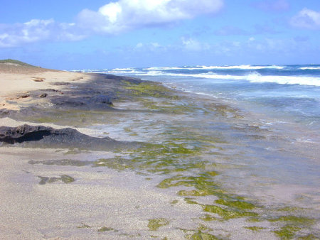 Intertidal green algae