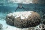 Verbleken van koralen