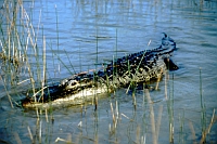 Amerikanischer Alligator