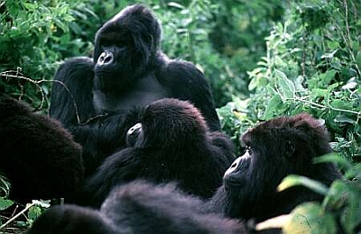 Gorilles de montagne du parc national des Virunga