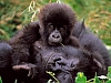Gorillas in Virunga National Park