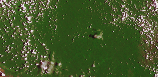 Bosgebied in Rondônia 1972