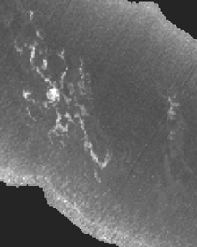 UV image of crude oil
