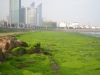 Algal bloom near olympic venue in China 2008
