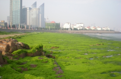 Algenblüte Nahe der olympischen Segelgewässer in China 2008