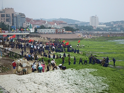 Soldaten und Freiwillige entfernen Algen aus den Küstengewässern von Qingdao