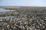 Pacific oyster reef