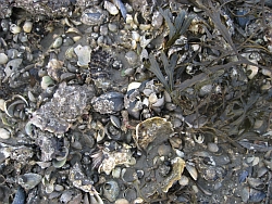 Miesmuscheln und Pazifische Austern in der Nordsee