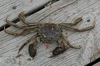 Crabe chinois
