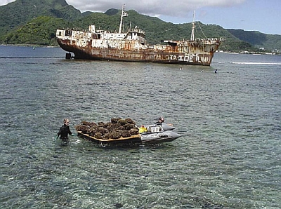 transplanting corals to protect them from oiling