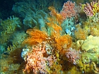 Κοράλλια βαθέων υδάτων