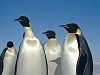 Pingouins empereur en Antartique