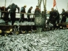 Aquaculture mortalities in Japan