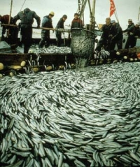 Aquaculture mortalities in Japan
