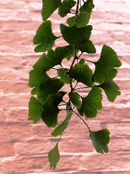 Ginkgo biloba