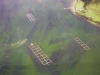 Harmful Algae Bloom affecting Salmon Cages