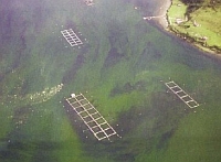 Schädliche Algenblüte in einer Lachsfarm