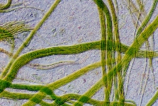 Microcoleus chthonoplastes
