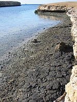 oil on beach