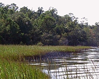 oil on marshes