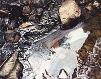 Natural Oil Seep at Tar Water Creek in the Santa Cruz Mountains
