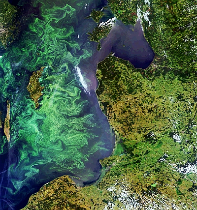 Phytoplankton bloom in the Baltic Sea