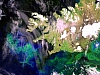 Envisat image over Iceland and the Denmark Strait showing a phytoplankton bloom