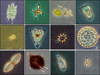 Phytoplancton vu au microscope