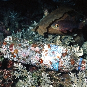 Plastikflasche auf dem Meeresboden