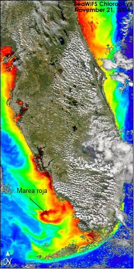 Red Tide off Florida 