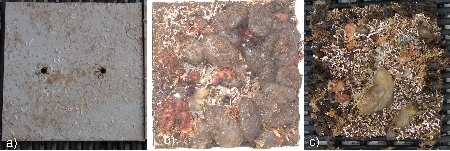 Marine Organismen auf einer Bewuchsplatte