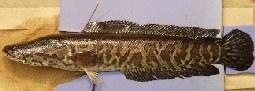 snakehead fish