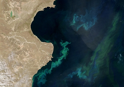 Phytoplanktonblüte im Südatlantik