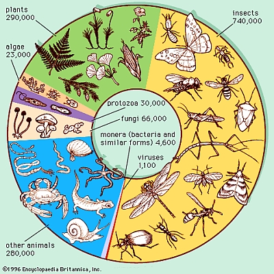Ungefähre Zahl der beschriebenen oder benannten Arten, unterteilt in ihre Hauptgruppen
