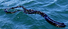 tar floating on sea surface